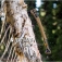 Siekiera Gerber Bushcraft Axe Coyote 31-003777