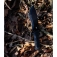 N Schrade Little Ricky 1182513