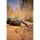 N Schrade Adder 1182521