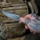 N SOG Recondo FX Flat Dark Earth 17-22-03-57