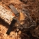 Pia SOG Pocket Chainsaw 34-80-01-41