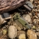 N SOG Terminus XR G10 Olive Drab TM1022-BX