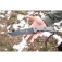 N TOPS Longhorn Bowie Sniper Gray LONGB-BRW