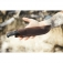 N TOPS Tex Creek XL TEXXL-02